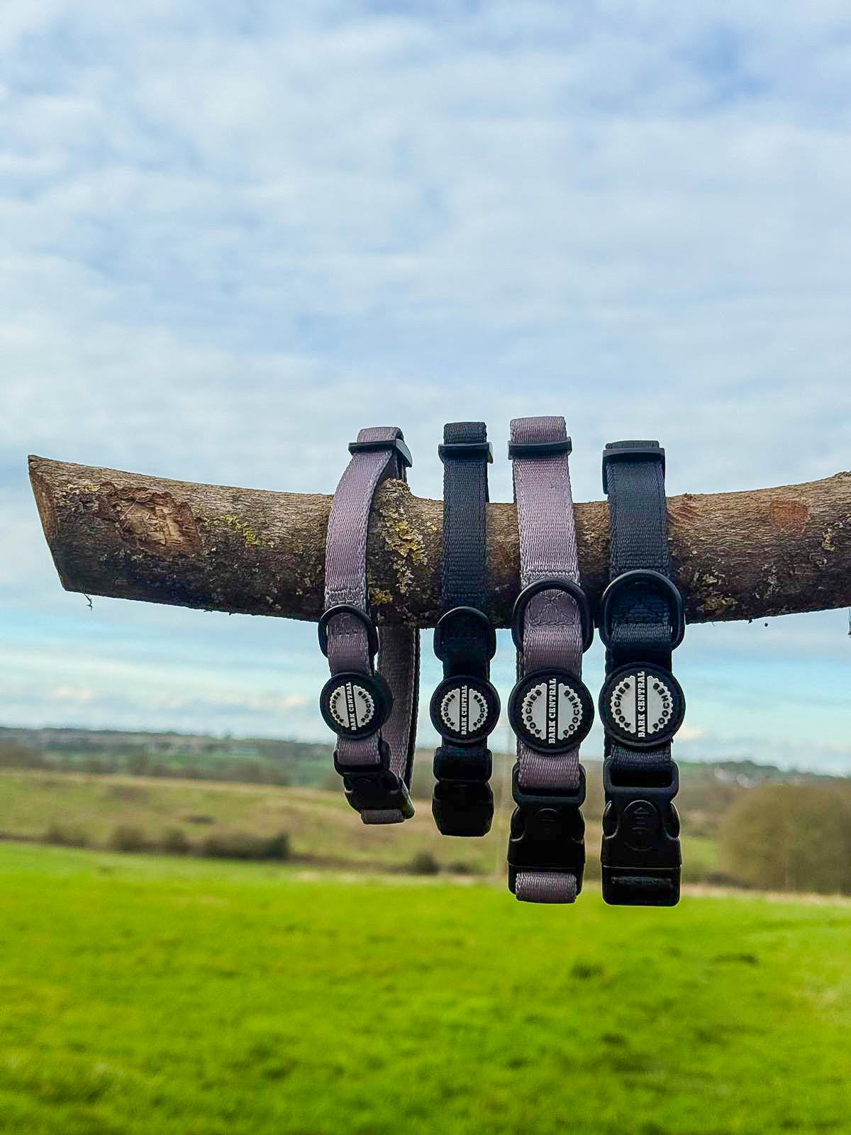 Black -  Bold Basics | Safety Buckle Collar